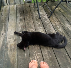 Julia's cat Doc relaxing on the deck
