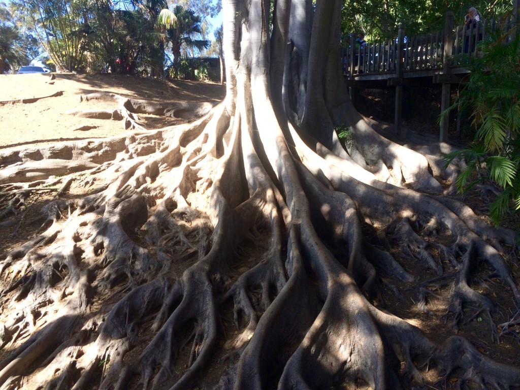 Cool roots